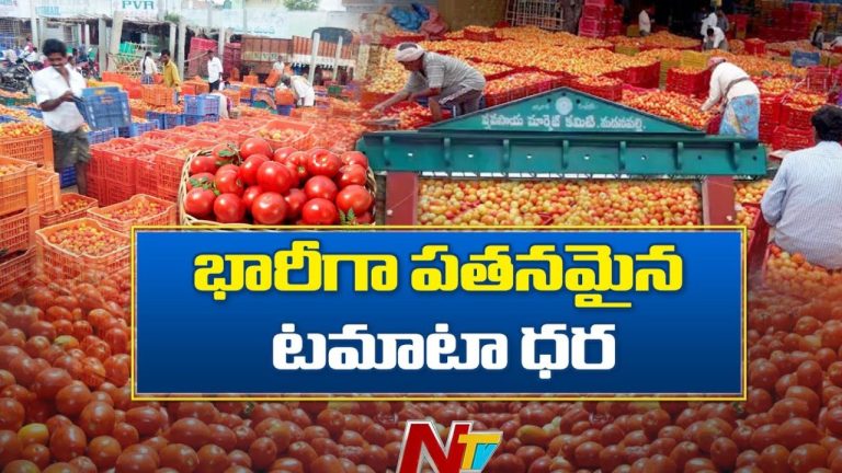 Tomato Prices Fall Down: రైతు కన్నీళ్లు.. భారీగా పతనమైన టమాటా ధర!