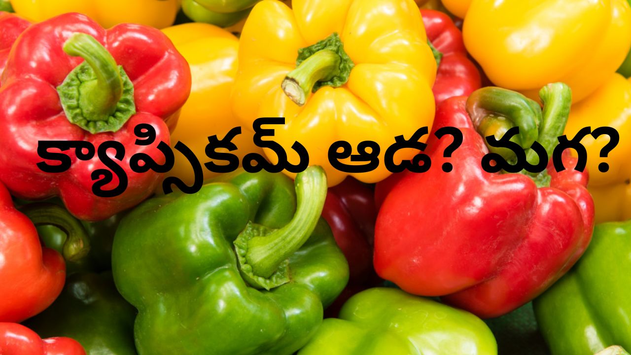 male vs female capsicum myth or fact cooking and salad uses explained