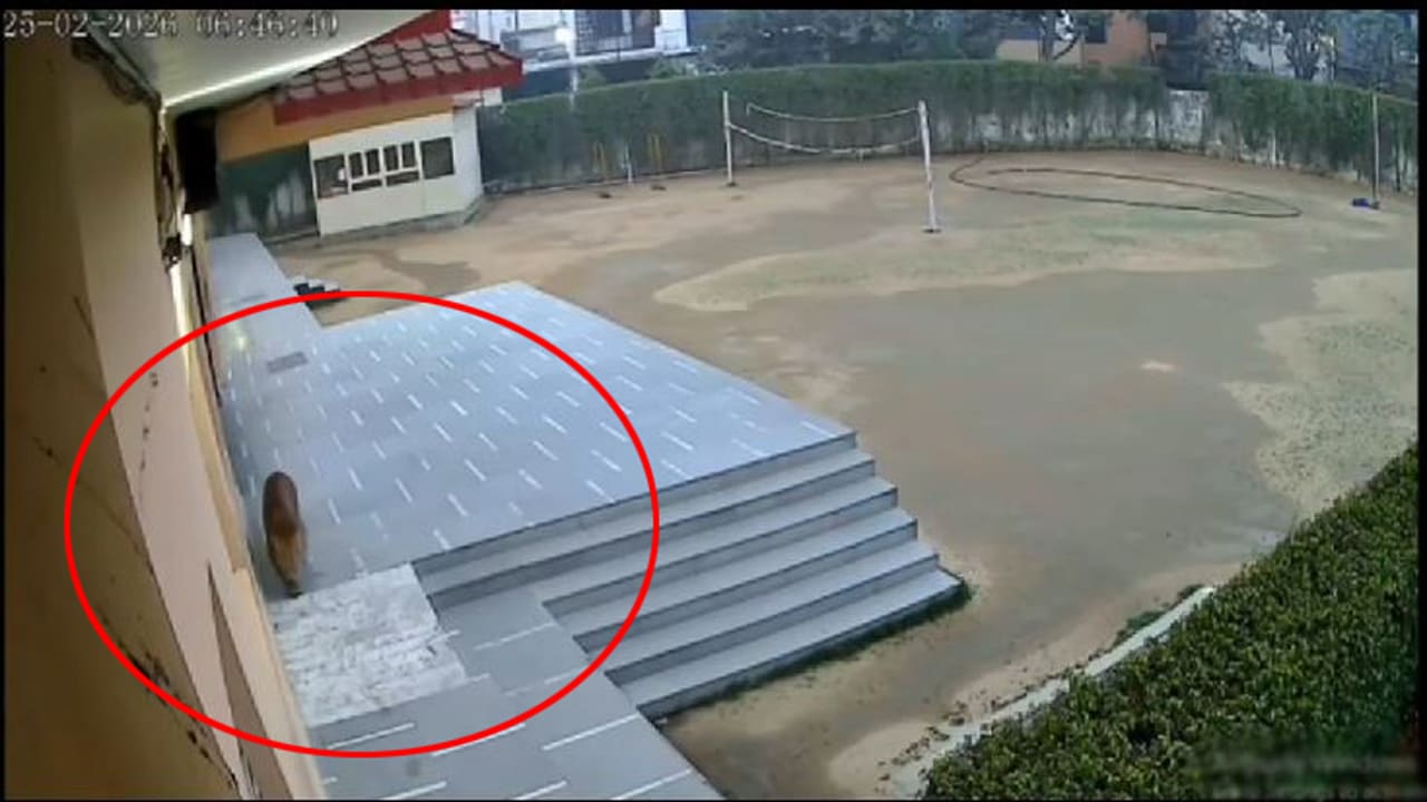 leopard roams in ghaziabad school