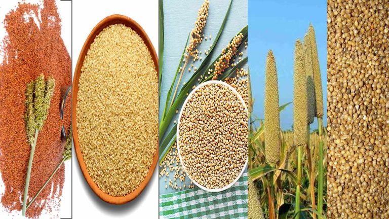 Millets Like Ragi: రాగులకు సమానమైన పోషకాలు కలిగిన చిరుధాన్యాలు.. ఇవి ట్రై చేయండి..
