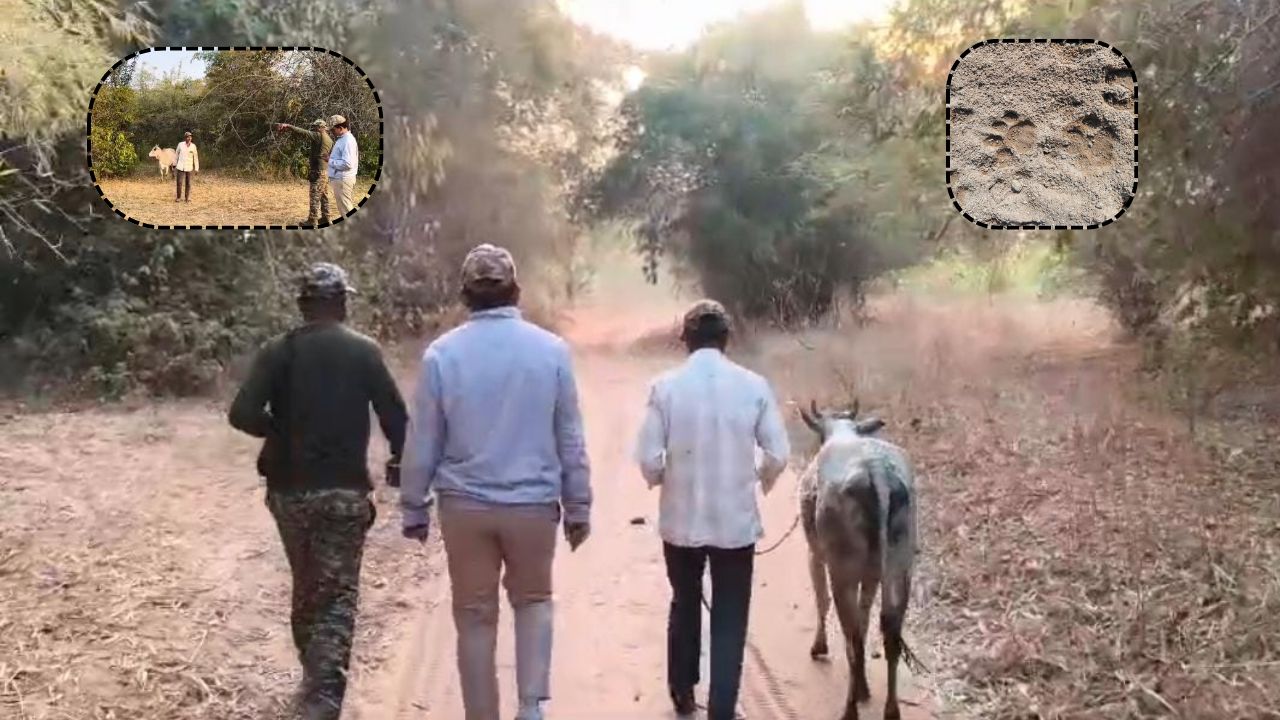 Mother Love: పేగు బంధం అంటే ఇదే కాబోలు.. తన దూడ చనిపోయిన చోటుకు అధికారులను తీసుకెళ్లిన ఆవు..