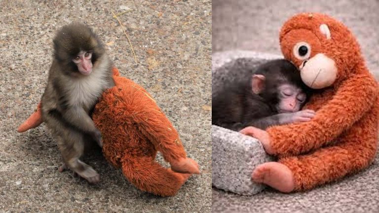 Baby Monkey: ఇంటర్నెట్ స్టార్‌ బేబీ మంకీ “పంచ్” కోసం.. రూ. 2 కోట్ల ఆఫర్..