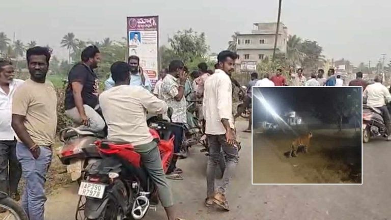 Schools Closed: పెద్దపులి కలకలం.. అక్కడ ప్రభుత్వ, ప్రైవేట్‌ స్కూళ్లకు సెలవు ప్రకటన..