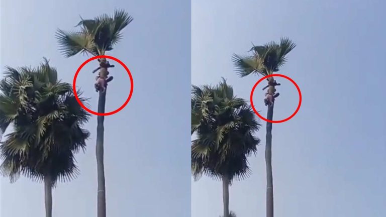 Tragic Incident: అన్నం పెట్టే చెట్టుపైనే.. కల్లు గీయడానికి వెళ్లి గీత కార్మికుడు మృతి..