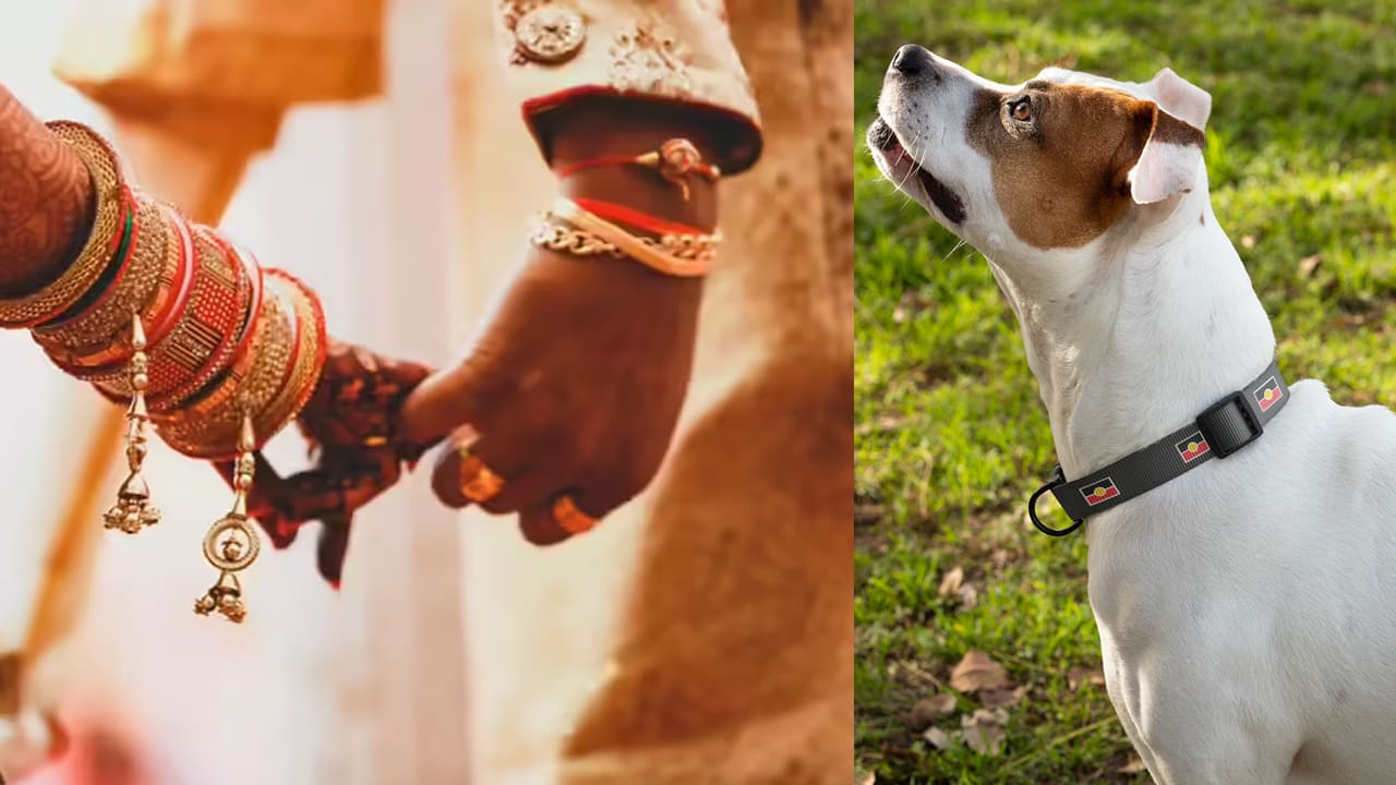 wedding stopped because of pet dog