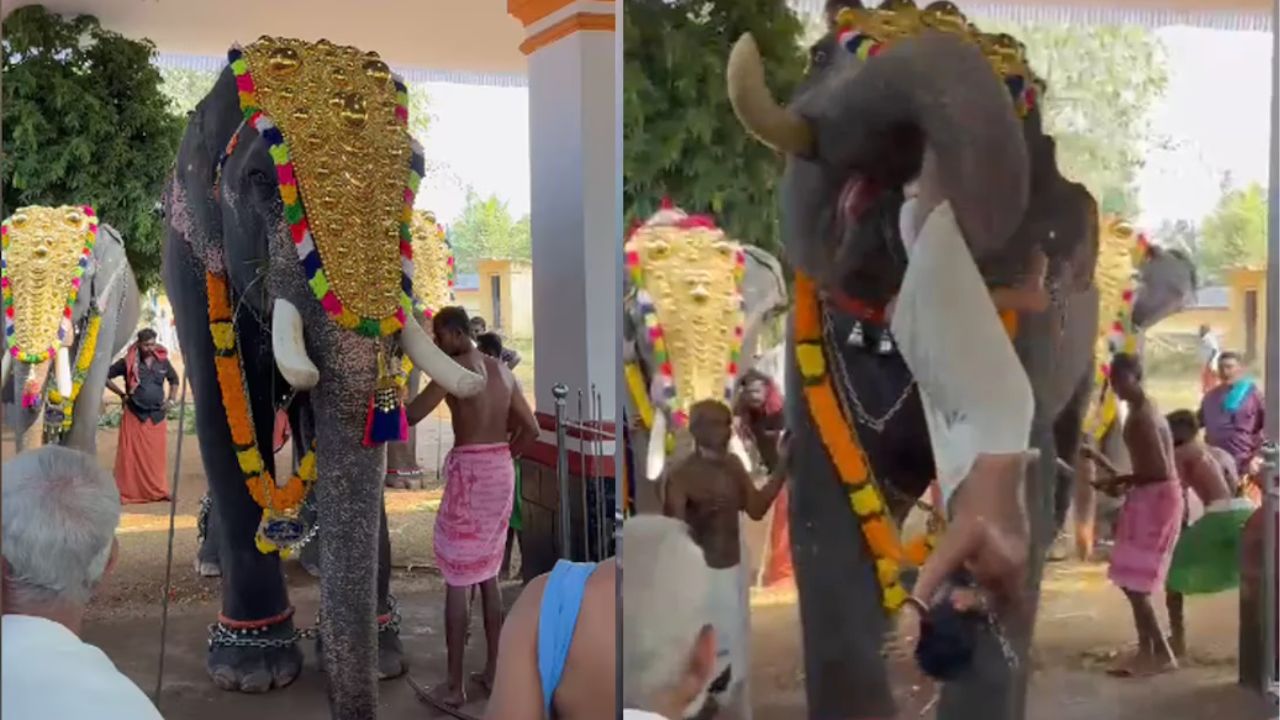 viral video temple festival incident in thrissur elephant attacks priest at annamnada mahadeva temple