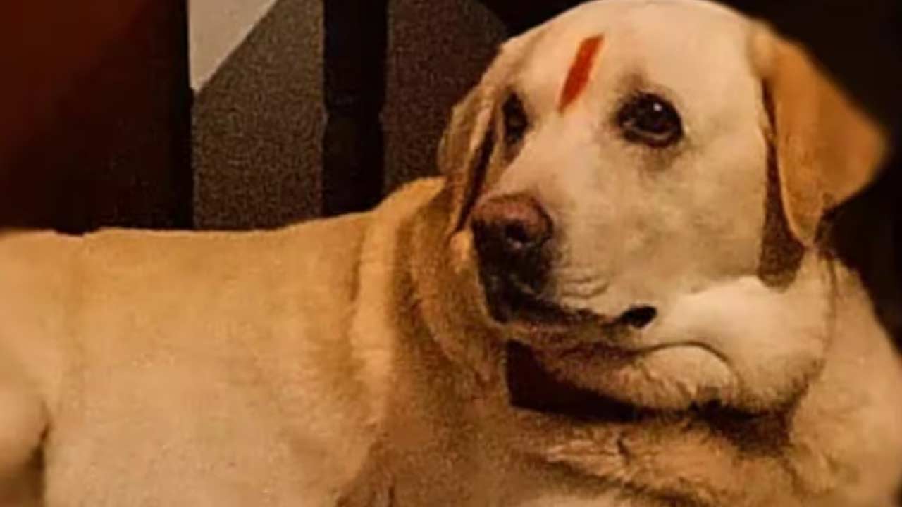 Pet Dog Funeral: కన్నబిడ్డలా సాకి.. కన్నీటితో వీడ్కోలు.. పెంపుడు కుక్కకు ‘మనుషుల’ తరహాలో అంత్యక్రియలు!