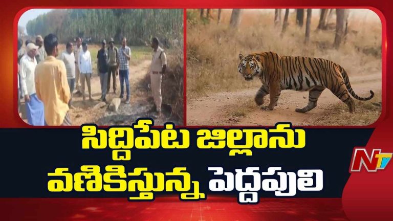 Tiger Tension: నంగునూరు మండలం ఘనపూర్ శివారులో పశువులపై పెద్దపులి దాడి