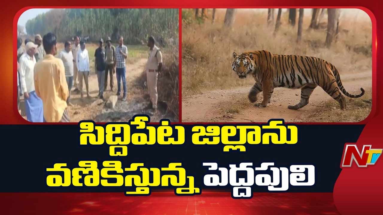 Tiger Tension: నంగునూరు మండలం ఘనపూర్ శివారులో పశువులపై పెద్దపులి దాడి
