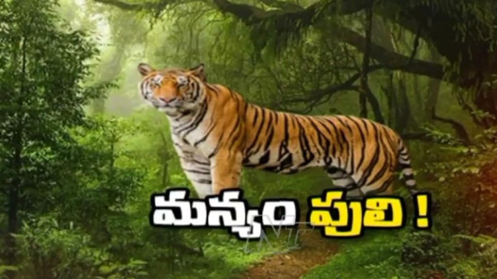 Ap Tiger News