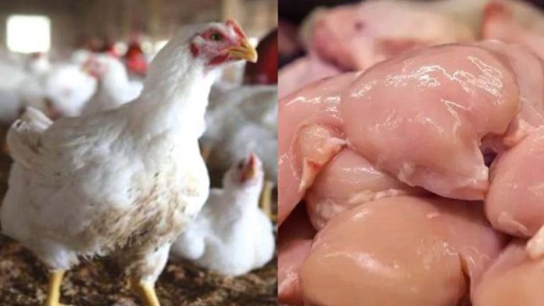 Chicken Price Hike: కొండెక్కిన కోడి, క్వాడ్రపుల్ సెంచరీ పక్కా?.. సామాన్యులకు చికెన్ కూర దూరం!
