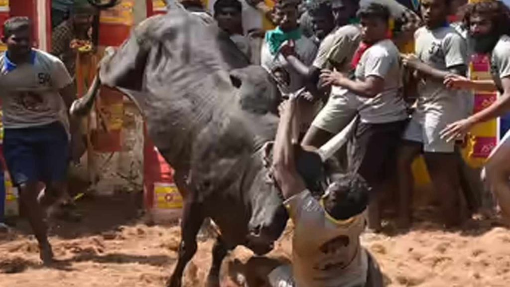 Jallikattu Tragedy