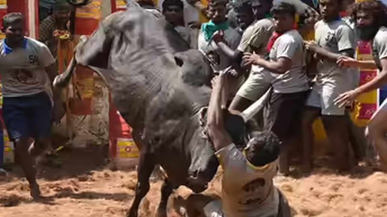 Jallikattu Tragedy: జల్లికట్టులో తీవ్ర విషాదం.. ముగ్గురు మృతి, 76 మందికి పైగా తీవ్ర గాయాలు..