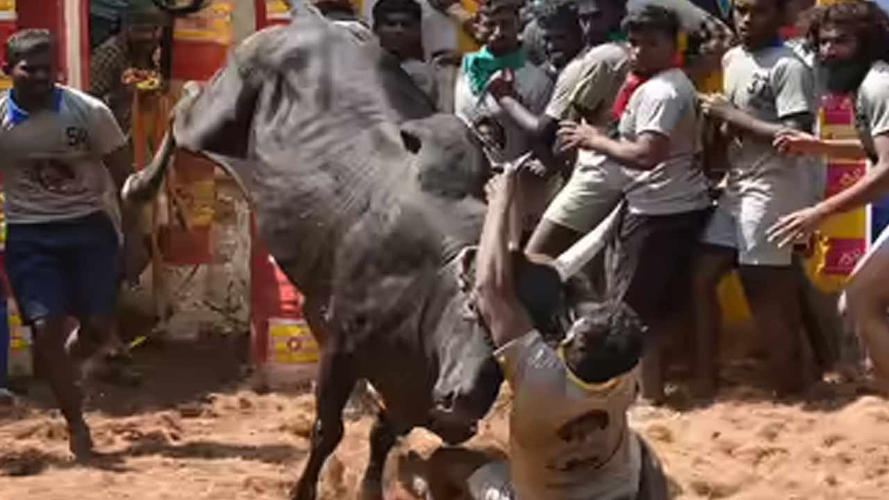 jallikattu tragedy in tamil nadu 3 killed 76 injured after bulls run into crowd