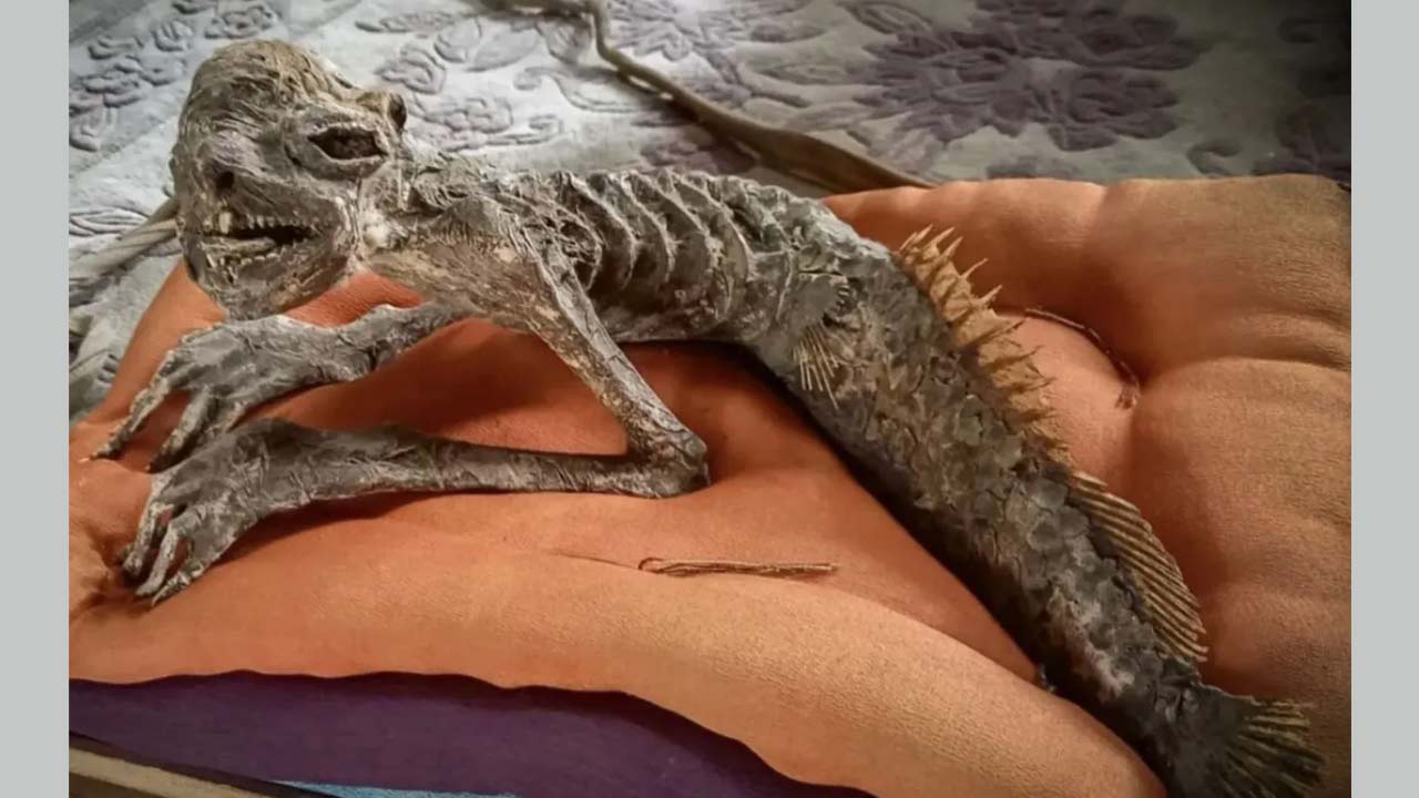 Mermaid: రేజర్ షార్ప్ పళ్లు, చేప తోకతో మమ్మీ.. జపాన్‌లో సగం చేప సగం మానవుడి మెర్‌మెయిడ్