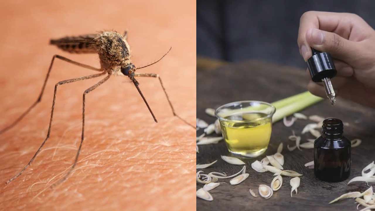 Mosquito Home Remedies: కాయిల్స్, స్ప్రేలు వద్దు.. ఇలా సింపుల్‌గా దోమలను తరిమికొట్టండి..