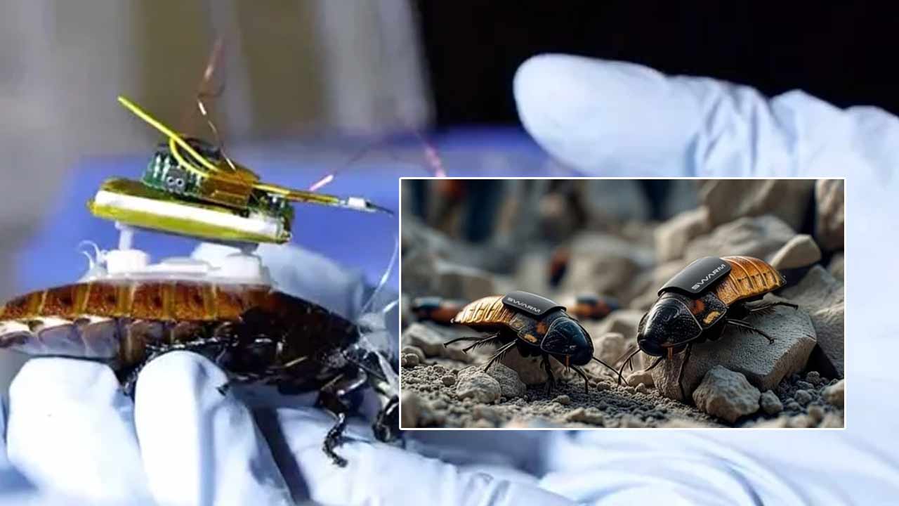 Robotic Cockroach Spy: ‘స్పై’గా బొద్దింకలు..! రోబోటిక్ కాక్రోచ్ రెడీ.. ఎలా పనిచేస్తుందంటే..?
