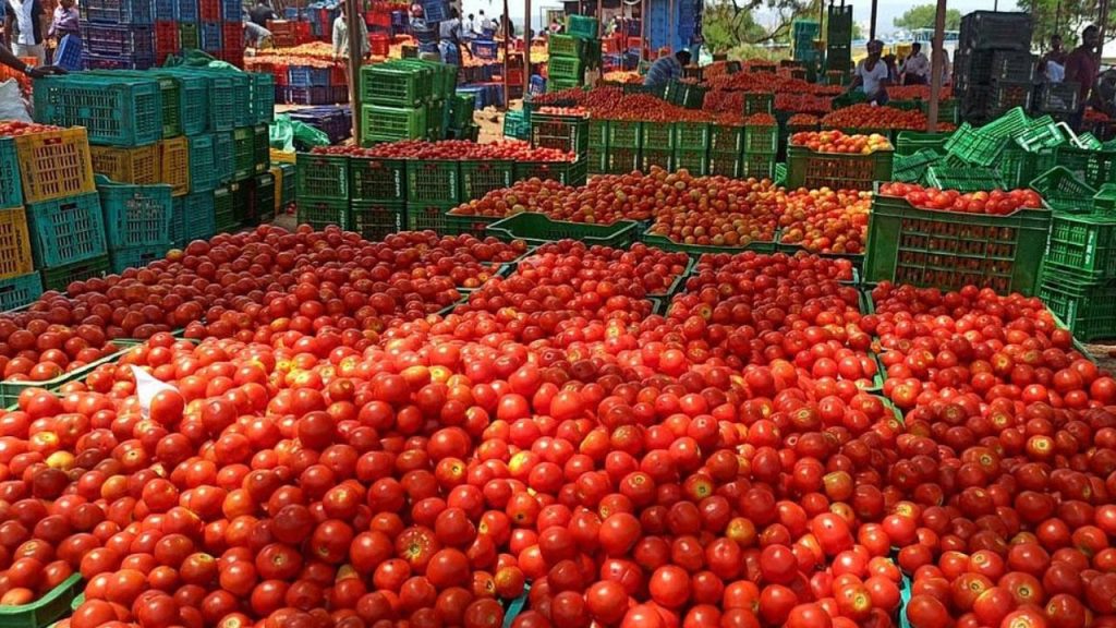 Tomato Price Drop