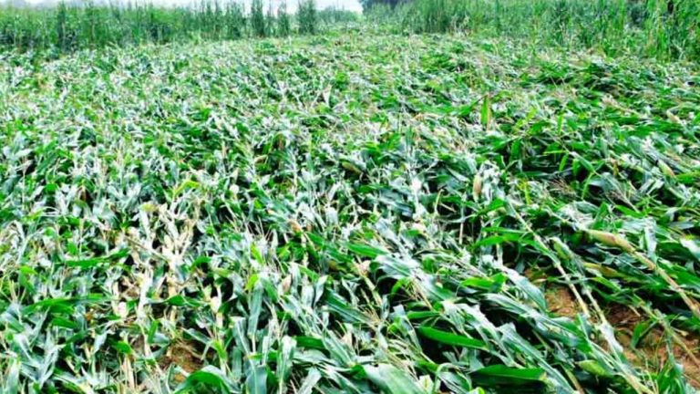 Unseasonal Rains: రైతాంగంపై అకాల వర్షాల ప్రభావం.. పంట చేతికి రాకుండానే పూర్తిగా ధ్వంసం!