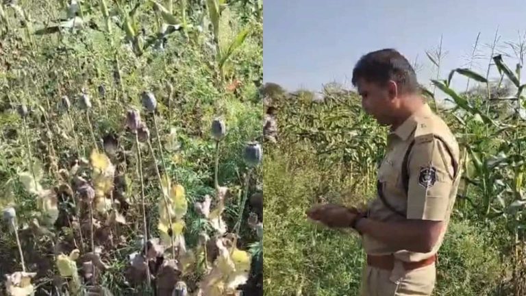 Chhattisgarh Drug Bust: సినిమా ఫక్కీలో నల్లమందు సాగు.. పొలానికి సెక్యూరిటీగా బౌన్సర్లు!
