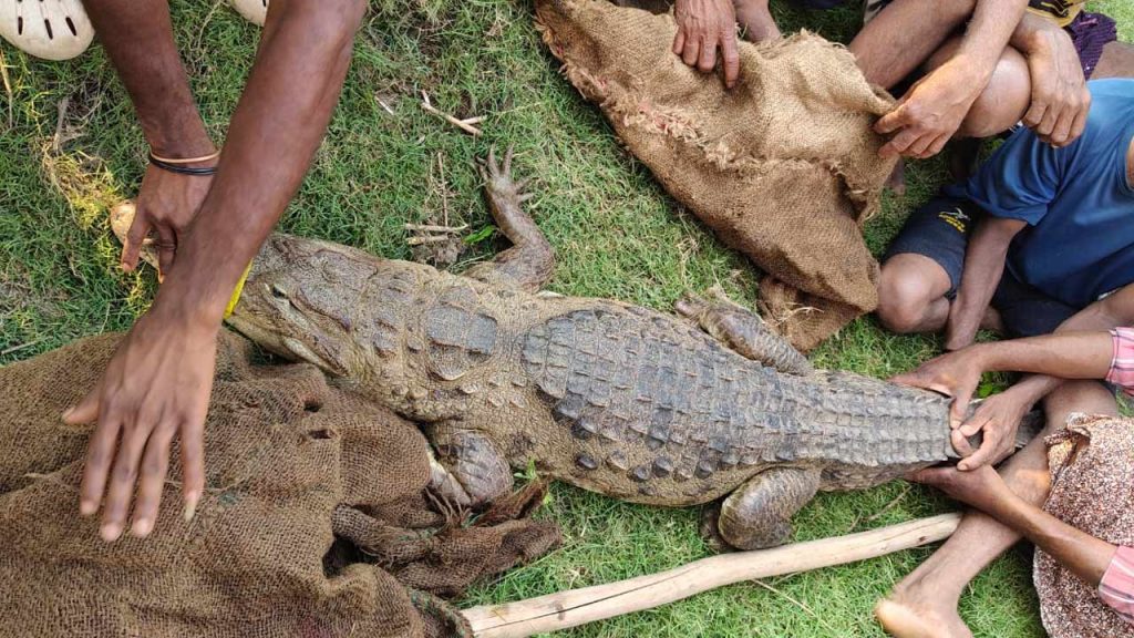 Crocodile Captured In Konas