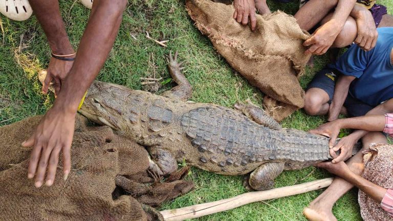 Crocodile Captured in Konaseema: 6 నెలలుగా భయాందోళనలో రైతులు.. ఎట్టకేలకు చిక్కిన మొసలి..