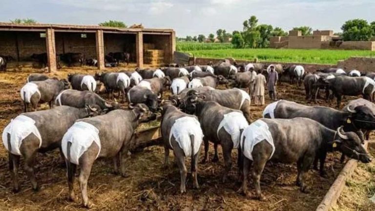 Diapers on Buffaloes: పిల్లలకే కాదు.. బర్రెలకు కూడా డైపర్స్.. ఎక్కడంటే.