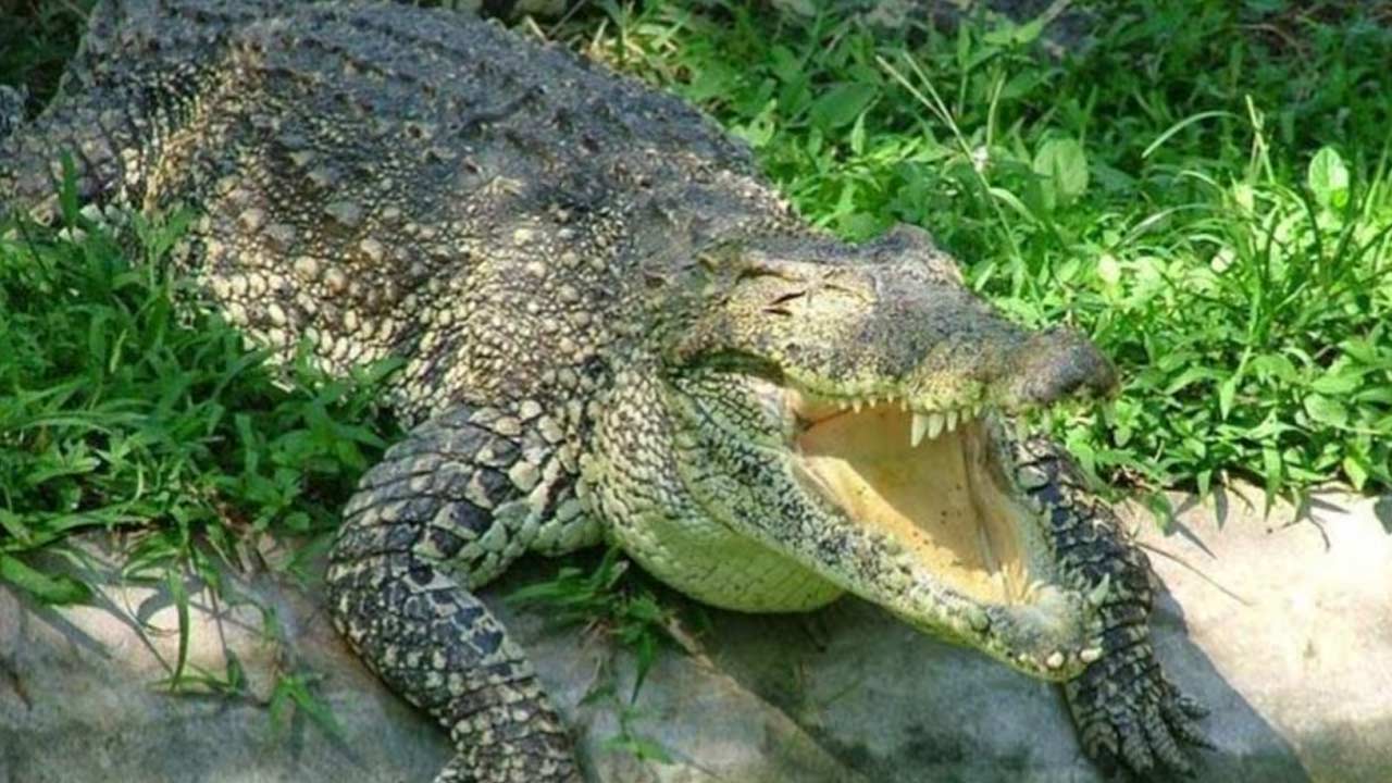 up father fights crocodile bare hands saves son pilibhit news