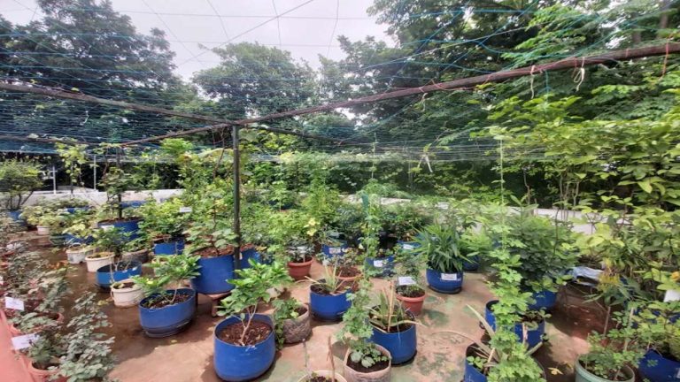HYD Terros Gardening Story: ఫుల్ ట్రెండ్‌లో టెర్రస్ గార్డెనింగ్ కల్చర్.. సిటీ జనాలు ఎందుకు ఇటు వైపు మళ్లుతున్నారు?