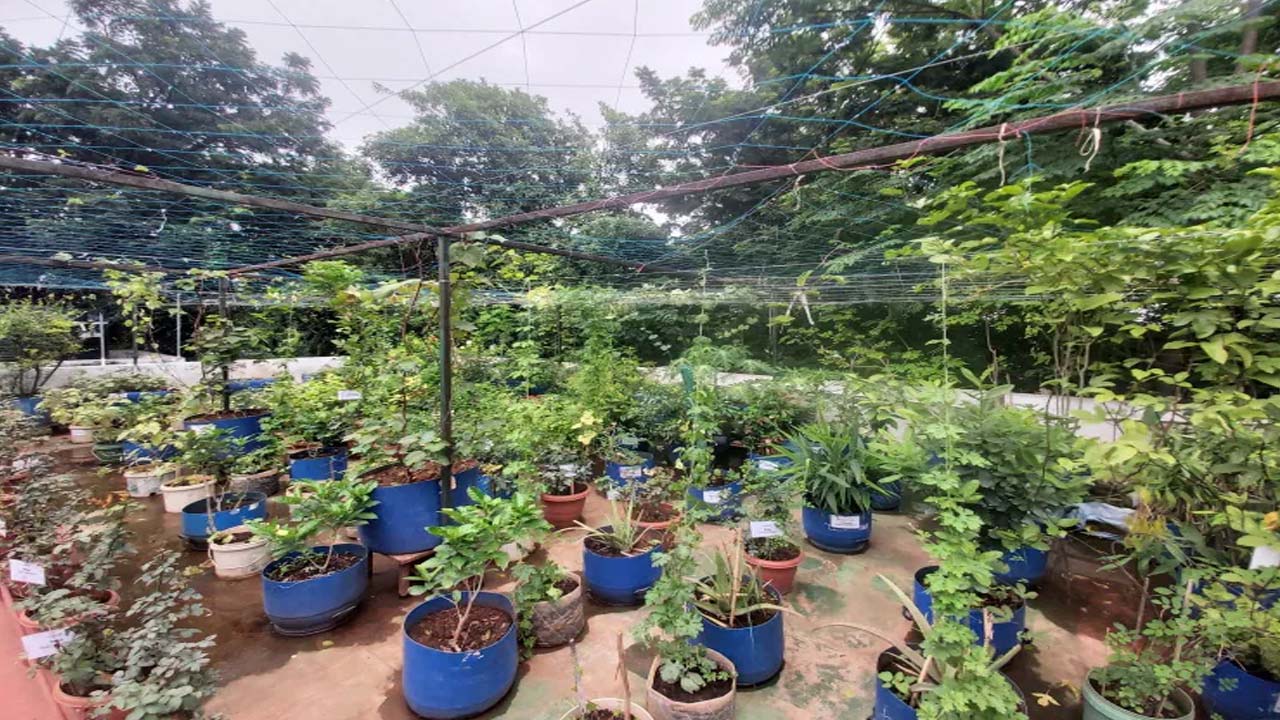 terrace gardening culture is fully trending in hyderabad