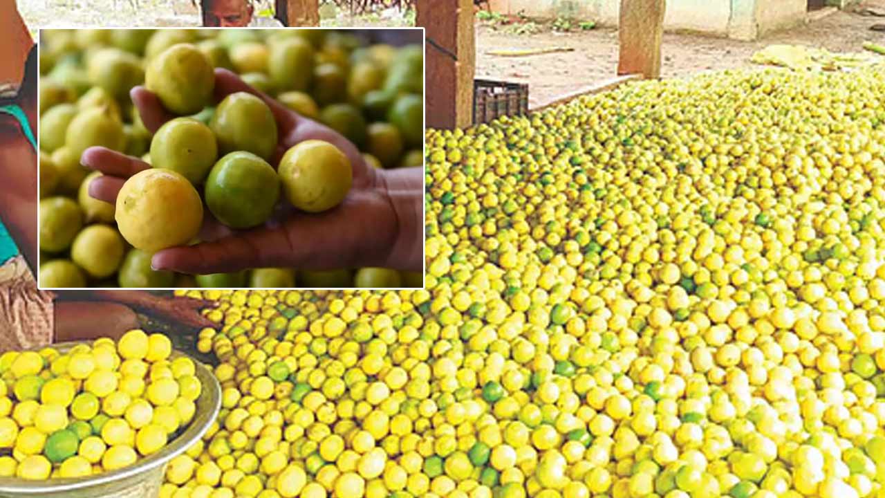 lemon prices surge to rs 130 per kg in eluru market amid low yield