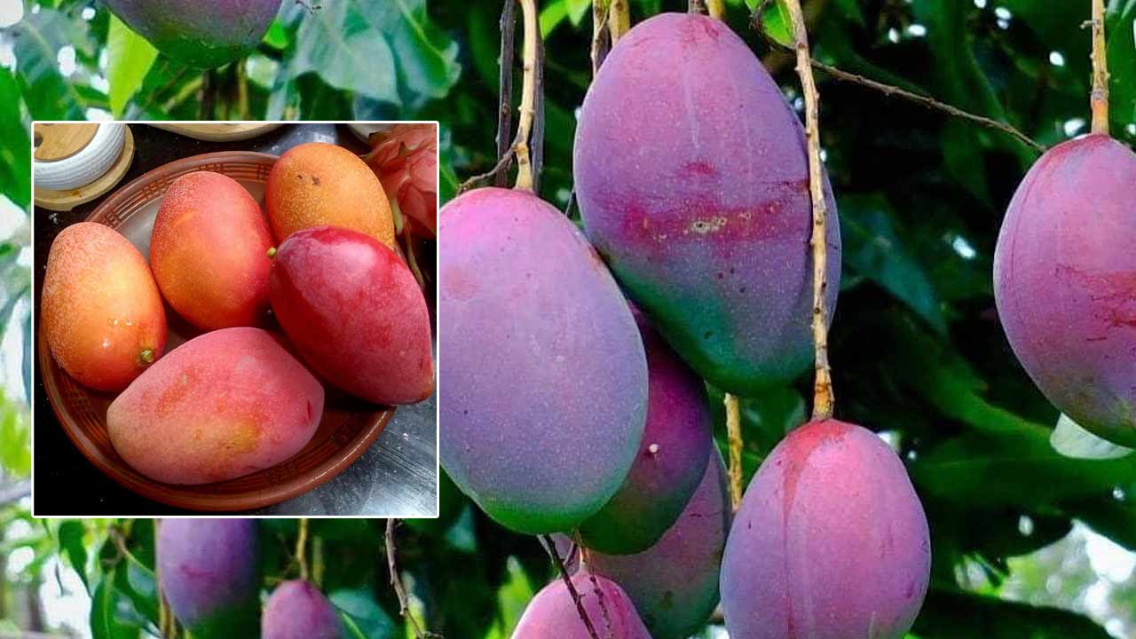 Most Expensive Mango: అత్యంత ఖరీదైన మామిడి.. ఒకే కేజీతో స్పోర్ట్స్ బైకే కొనవచ్చు.. ఇంతకీ దీని ప్రత్యేకత ఏమిటి..?