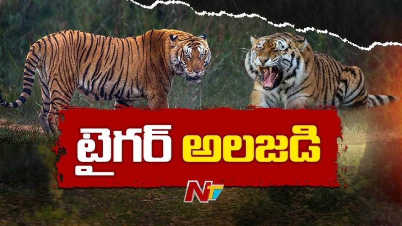 Nelakota Hill Tiger: నేలకోట కొండపై తిష్ట.. స్థానికుల కంటపడిన మన్యం పులి!