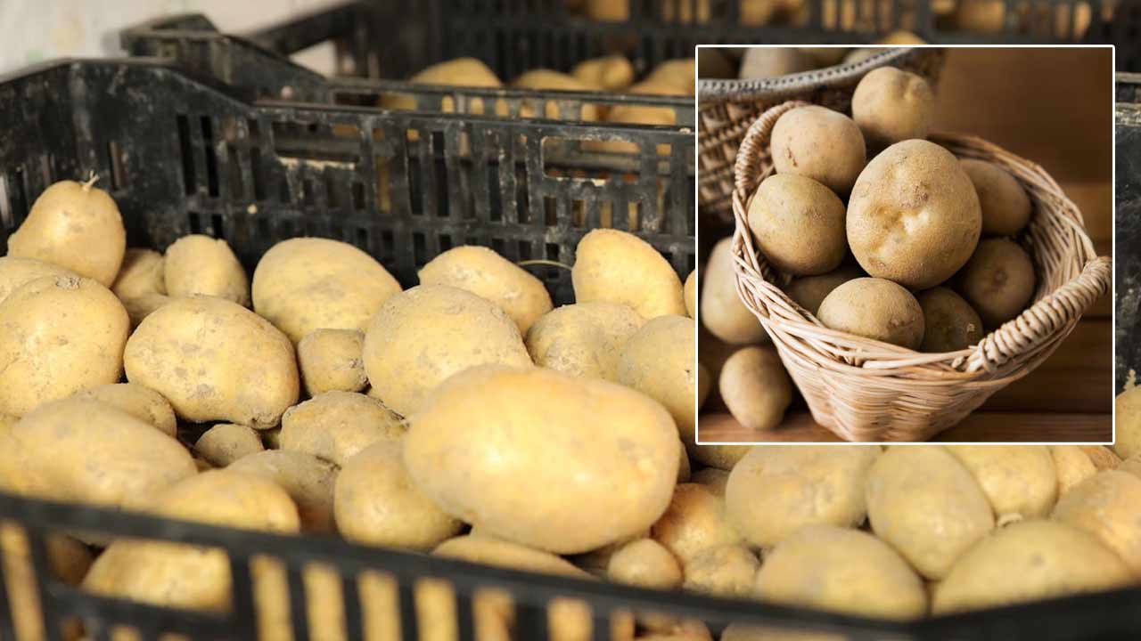 Potato Storage Tips: బంగాళాదుంపలను ఇలా నిల్వ చేయండి.. వారాలు గడిచినా తాజాగా ఉంటాయి..