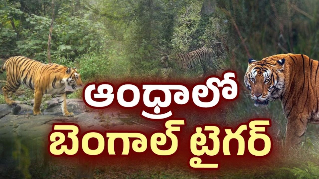 bengal tiger movement sparks panic in east godavari forest officials issue alert
