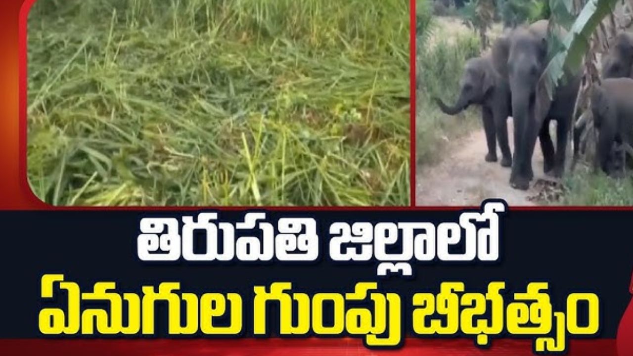 Chandragiri Elephants: చంద్రగిరిలో గజరాజుల బీభత్సం.. రైతుల కన్నీరు, లక్షల్లో నష్టం!