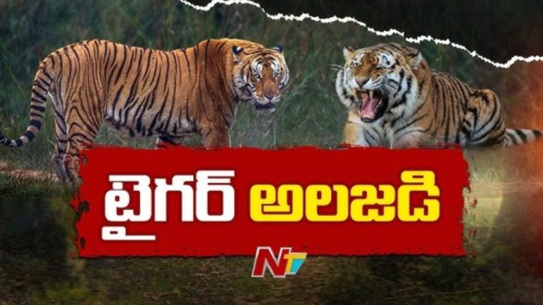 Polavaram-Tiger: పోలవరం జిల్లాలో పులి సంచారం కలకలం.. జనాలను అప్రమత్తం చేసిన అటవీ శాఖ!