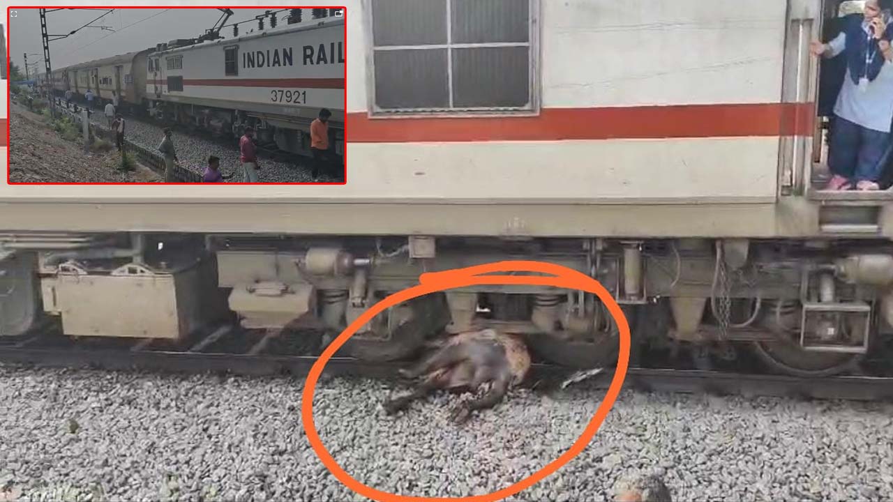 palnadu simhadri express train hits buffalo