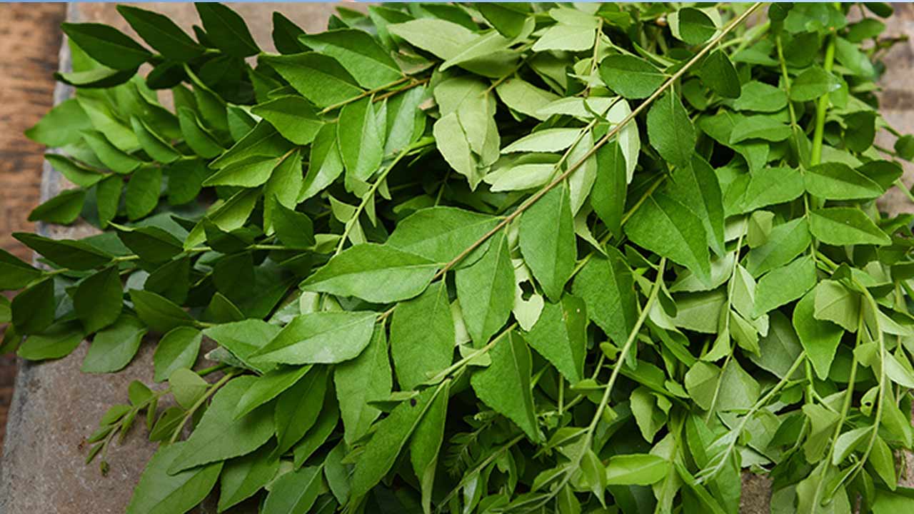 Curry Leaves Side Effects: కరివేపాకుతో జాగ్రత్త..! ఈ ఆరోగ్య సమస్యలు ఉన్నవారు తింటే ముప్పే.?