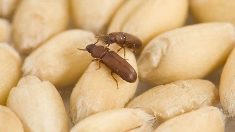 Kitchen Hacks : గోధుమలను పురుగులు పట్టకుండా తాజాగా ఉంచాలా.? అద్భుతమైన చిట్కాలు ఇవే.!