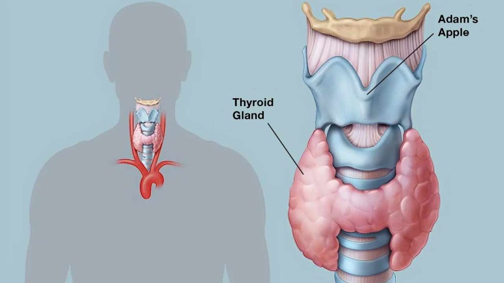 Thyroid