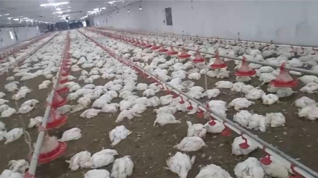 Chickens Die