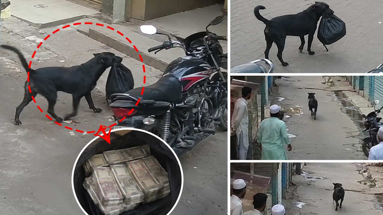 Dog Steals Cash: ఖతర్నాక్ కుక్క.. ఖరీదైన దొంగతనం! సీసీటీవీ విజువల్స్ చూస్తే మైండ్ బ్లాకే..