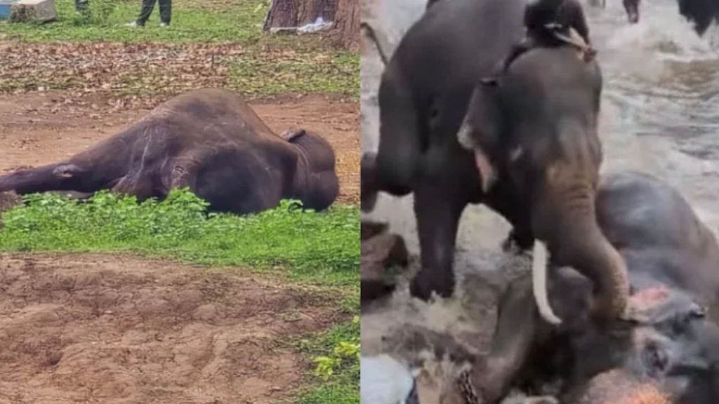 Elephantss