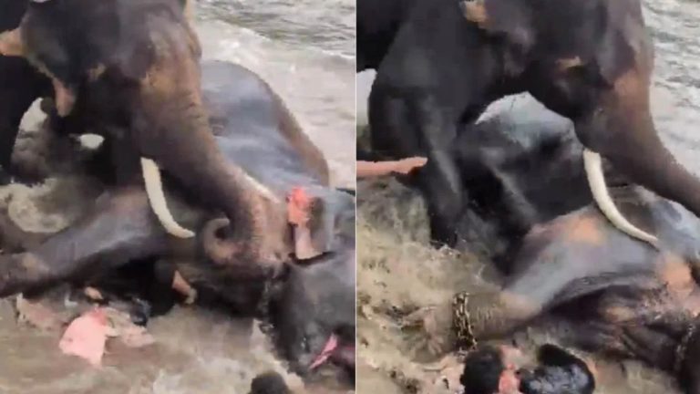 Viral Video: మూగజీవాల చెంతన మిగిలిన గుండెకోత.. ఏనుగుల కొట్లాటలో ప్రాణాలు కోల్పోయిన మహిళ..