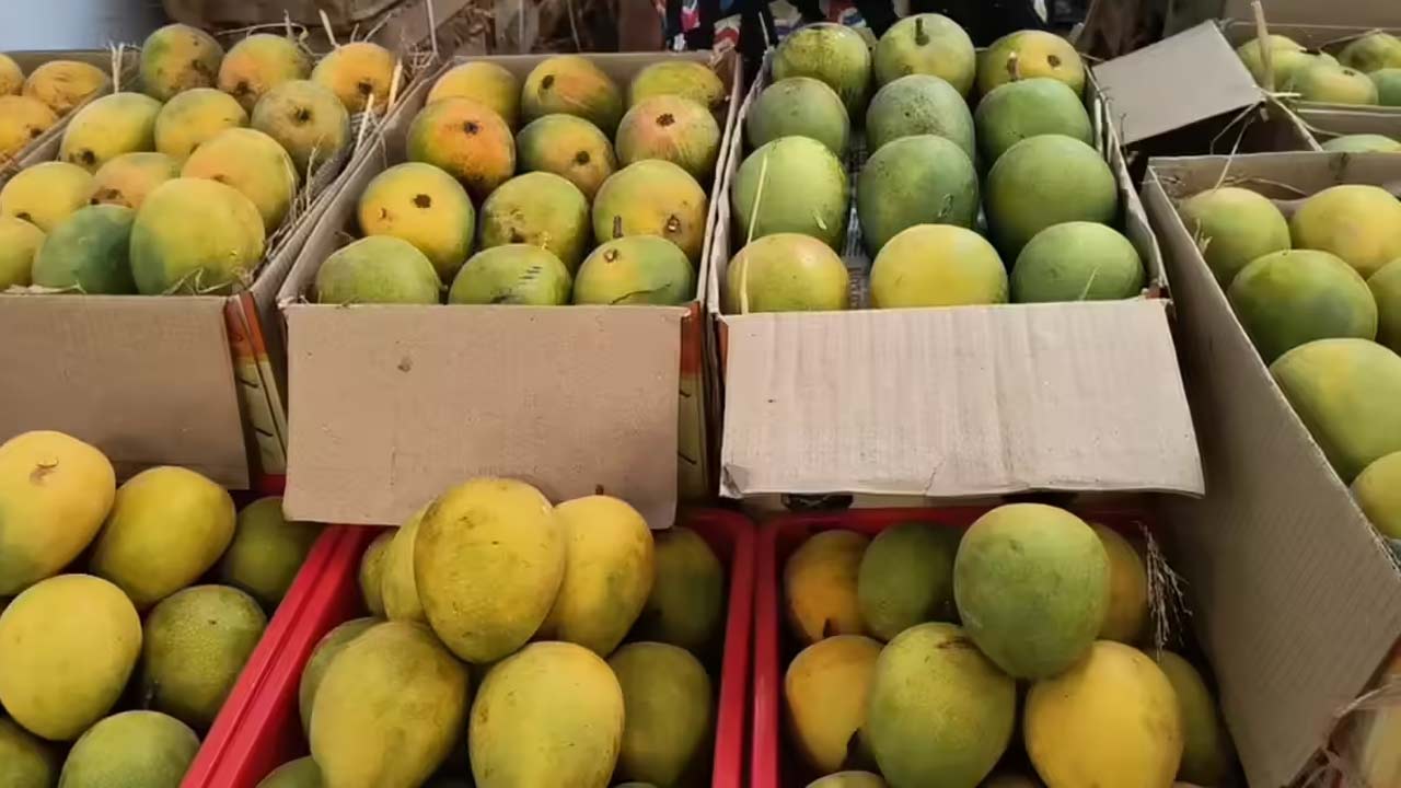 Japanmangoes