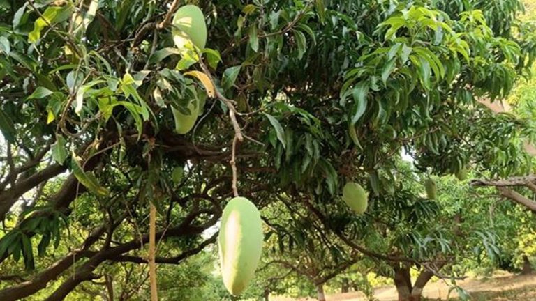 Nurjahan Mango: బాబోయ్.. ఒక్క మామిడి పండు ధర రూ.3,000, దీని ’ స్పెషాలిటీ ఏంటో తెలుసా?