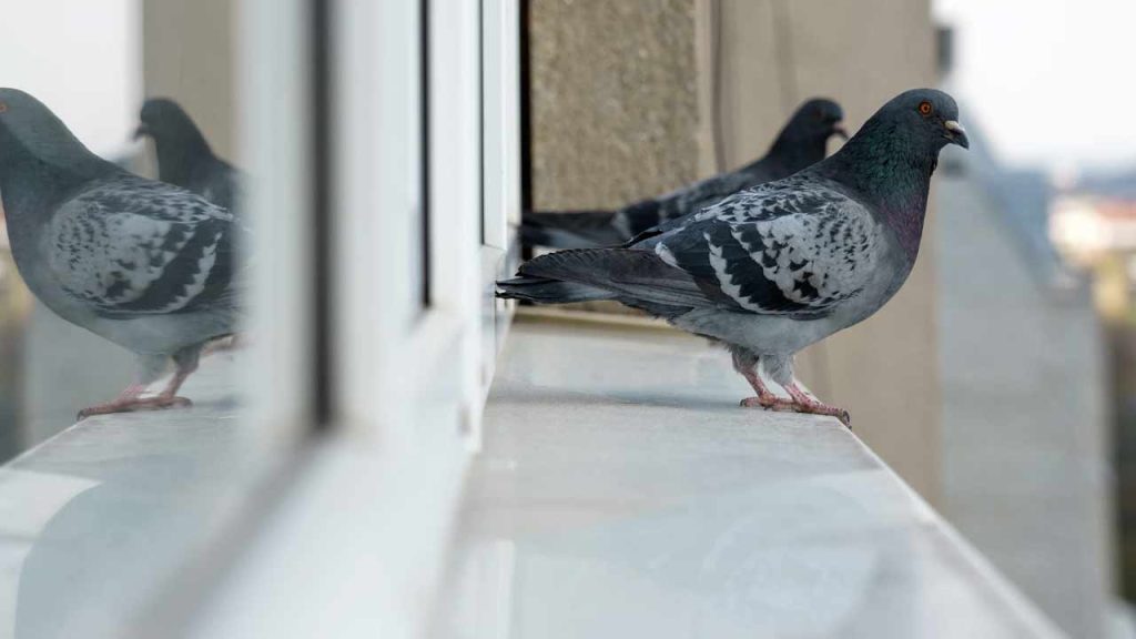Pigeons