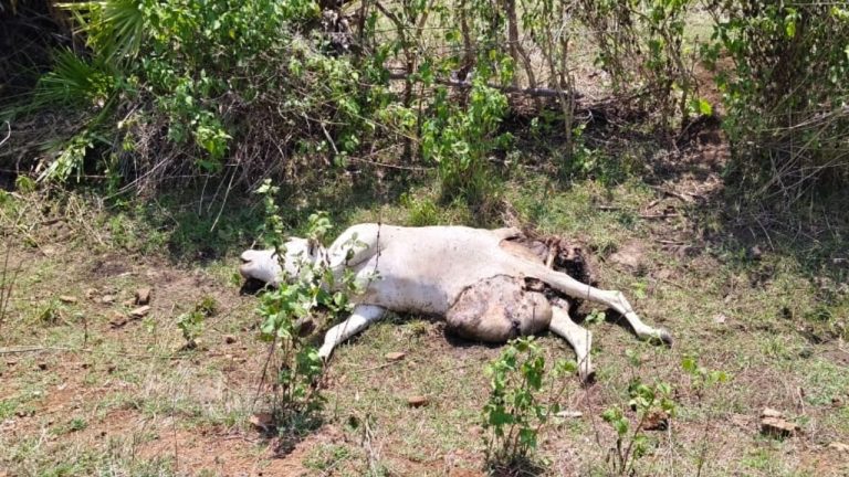 Polavaram-Tiger: పోలవరం జిల్లాలో మళ్లీ పెద్దపులి సంచారం.. భయం గుప్పెట్లో హడలెత్తిపోతున్న జనాలు!