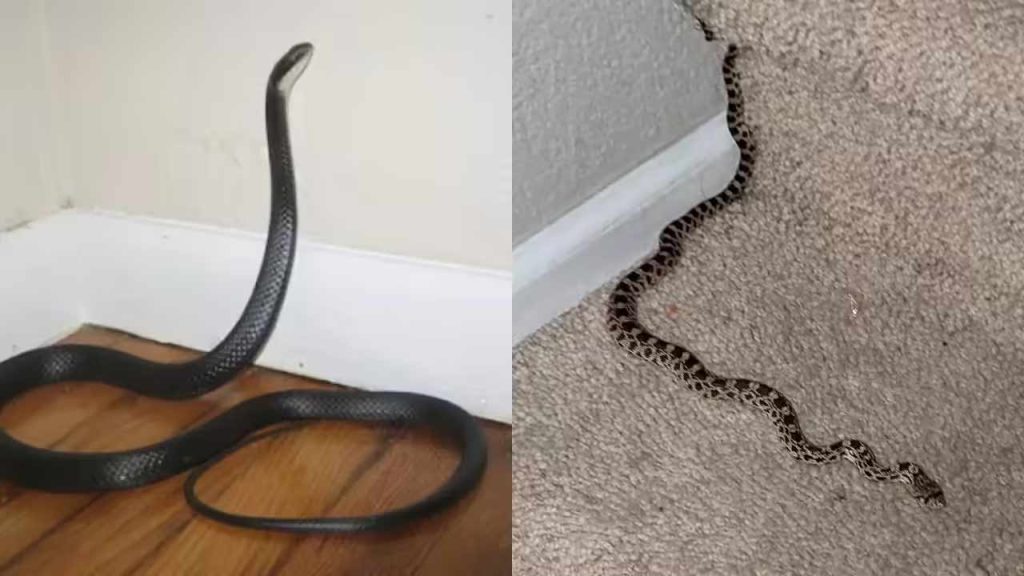 Snake At Home